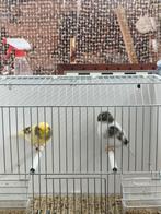 Gloster canary couple, Dieren en Toebehoren, Vogels | Kanaries, Meerdere dieren, Postuurkanarie