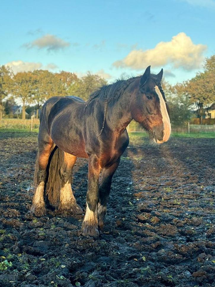 Shire !! Te koop knuffel paard, Dieren en Toebehoren, Paarden, Hengst, Zadelmak, 175 cm of meer, 11 jaar of ouder, Recreatiepaard