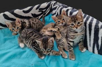 Half Bengaal kittens beschikbaar voor biedingen