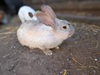 Tam mannetje konijn, Dieren en Toebehoren, Konijnen, Mannelijk, Groot, 0 tot 2 jaar