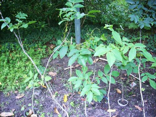 walnoot hazelaar boompjes kastanje hazelnoten voedselbos, Tuin en Terras, Planten | Fruitbomen, Walnotenboom, Minder dan 100 cm