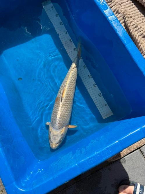 Koi karper 45-50 cm, Dieren en Toebehoren, Vissen | Vijvervissen, Karper of Koi