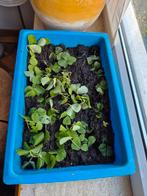 Aardbeien aarbei stekjes stek, Tuin en Terras, Planten | Tuinplanten, Ophalen of Verzenden