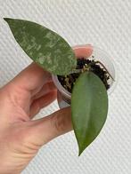 Hoya caudata Gold, Huis en Inrichting, Kamerplanten, Ophalen of Verzenden, Halfschaduw, Minder dan 100 cm