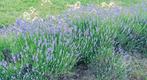 Baardbloem - Caryopteris clandonensis heesters, Ophalen of Verzenden, Overige soorten, Volle zon
