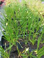 Alium Millenium, Volle zon, Vaste plant, Zomer, Ophalen