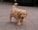Maltipoo pups sinds vandaag klaar om het nest te verlaten, Dieren en Toebehoren, Overige rassen, CDV (hondenziekte), 8 tot 15 weken