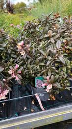 Weigela vintage love €6,50, Ophalen, Zomer, Volle zon