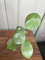 Hoya verticillata silver heart, Ophalen of Verzenden, Overige soorten, Halfschaduw, Minder dan 100 cm