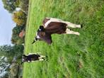 Grote geiten te koop, Dieren en Toebehoren, Schapen, Geiten en Varkens, Vrouwelijk, Geit