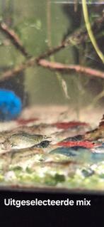Uitgeselecteerde mix Neocaridina garnalen, Kreeft, Krab of Garnaal, Zoetwatervis, Schoolvis