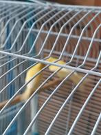 Kanarie man aangeboden voorjaar van 2025 geboren, Dieren en Toebehoren, Vogels | Kanaries, Mannelijk