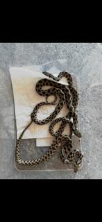 Natrix natrix Schweizeri, Dieren en Toebehoren, Reptielen en Amfibieën, Slang, 0 tot 2 jaar