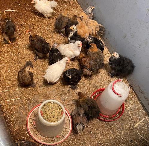 Cochin hennen, kriel, allerlei kleuren!!, Dieren en Toebehoren, Pluimvee, Kip, Meerdere dieren