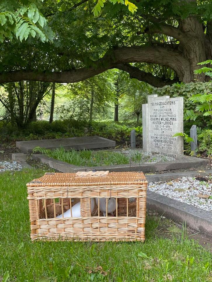 Gelegenheidsduiven uitvaart begrafenis crematie afscheid, Dieren en Toebehoren, Vogels | Duiven