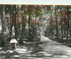 (387-230-035) Garderen Bosweg, Verzenden, Gelderland