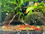 Red sakura garnalen, Dieren en Toebehoren, Vissen | Aquariumvissen, Kreeft, Krab of Garnaal