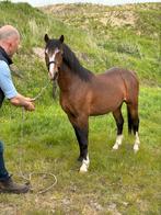 Super knappe 2 jarige Welsh sectie B, Dieren en Toebehoren, Pony's, Gechipt, Hengst, B pony (1.17m tot 1.27m), 0 tot 2 jaar