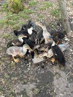 Raszuivere Indische loopeendjes, Dieren en Toebehoren, Pluimvee, Meerdere dieren, Eend