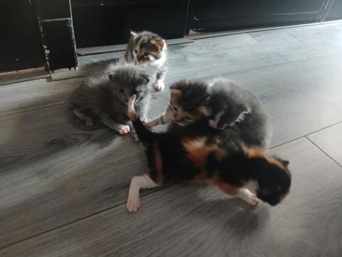 5 prachtige kittens, Dieren en Toebehoren, Katten en Kittens | Overige Katten