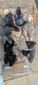 Lieve tamme mannelijke ratjes, Mannelijk, Rat, Tam