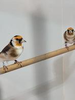 Majoor putters  wildkleur 2025, Dieren en Toebehoren, Vogels | Overige Vogels, Meerdere dieren, Wildzangvogel