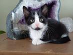 Lieve kittens zoeken gouden mandje, Dieren en Toebehoren, Katten en Kittens | Overige Katten, Meerdere dieren, Kortharig, 0 tot 2 jaar