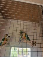 Pyrrhura hypoxanta, Dieren en Toebehoren, Vogels | Parkieten en Papegaaien, Geslacht onbekend, Parkiet, Geringd