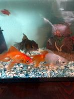 3 mooie sluierstaarten, Dieren en Toebehoren, Vissen | Aquariumvissen, Vis