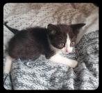 Voer voor kittens  interesse ophalen mogelijk poes poesjes, Ophalen of Verzenden