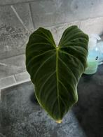 Philodendron el choco red gewortelde stek, stekjes in pot, Ophalen of Verzenden, In pot, Halfschaduw, Minder dan 100 cm