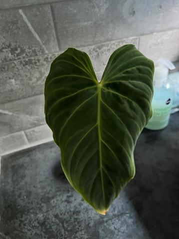 Philodendron el choco red gewortelde stek, stekjes in pot beschikbaar voor biedingen