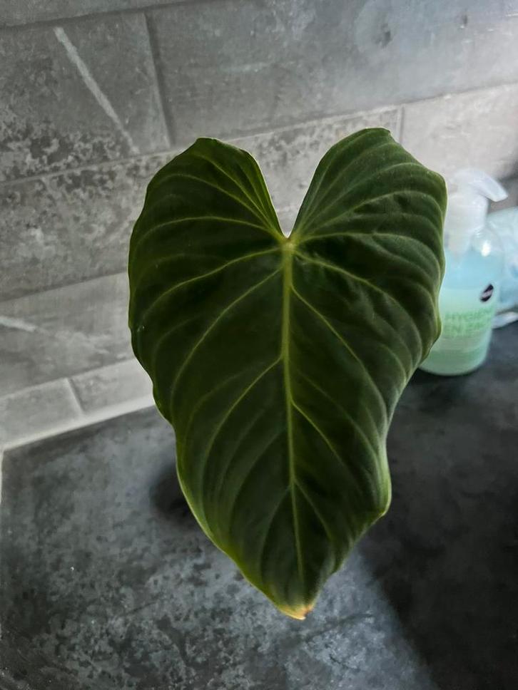Philodendron el choco red gewortelde stek, stekjes in pot, Huis en Inrichting, Kamerplanten, Minder dan 100 cm, Halfschaduw, In pot