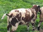 Actieve bonte dekram te koop, Dieren en Toebehoren, Schapen, Geiten en Varkens, Mannelijk, Schaap, 0 tot 2 jaar