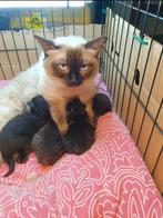 Maincoon/ Ragdoll kittens, Dieren en Toebehoren, Meerdere dieren
