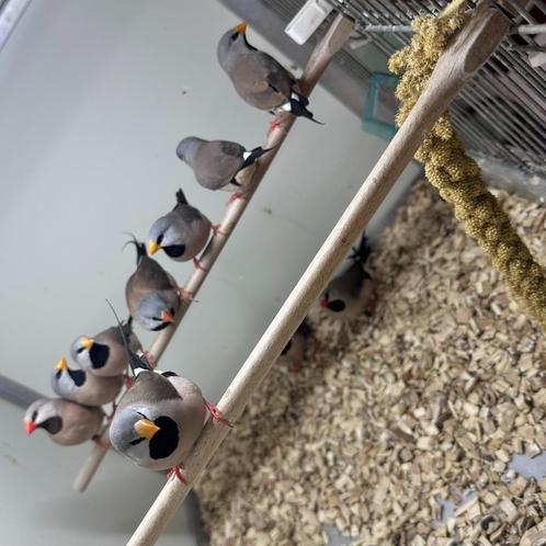 Spitsstaart amadines koppels, Dieren en Toebehoren, Vogels | Overige Vogels, Tropenvogel, Meerdere dieren