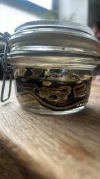 Ballpython sterkwater, Ophalen of Verzenden, Zo goed als nieuw, Beeldje of Figuurtje