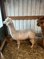 Witte alpaca merrie, Dieren en Toebehoren, Overige Dieren, April, Vrouwelijk
