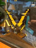 Prachtige exotische vlinder in lijst / vitrine, Ophalen of Verzenden, Zo goed als nieuw, Insect, Opgezet dier