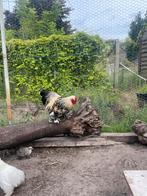 Haan cochin wyandotte kriel, Dieren en Toebehoren, Pluimvee, Mannelijk, Kip