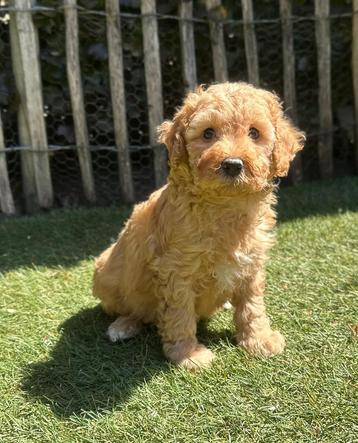 Mini Labradoodle pups | Mini Doodle beschikbaar voor biedingen