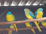 Turquoisine parkieten koppel, Dieren en Toebehoren, Vogels | Parkieten en Papegaaien, Meerdere dieren, Parkiet, Geringd