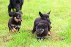herder pups / border collie pups / labrador pups kruising, 8 tot 15 weken, Meerdere, Meerdere dieren, Herder