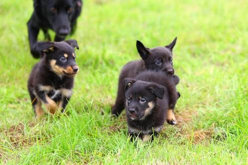 herder pups / border collie pups / labrador pups kruising, Dieren en Toebehoren, Honden | Herdershonden en Veedrijvers, Meerdere dieren