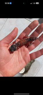 Koppel nehrurus levis hebben al eitjes gelegd, Dieren en Toebehoren, Wandelende tak