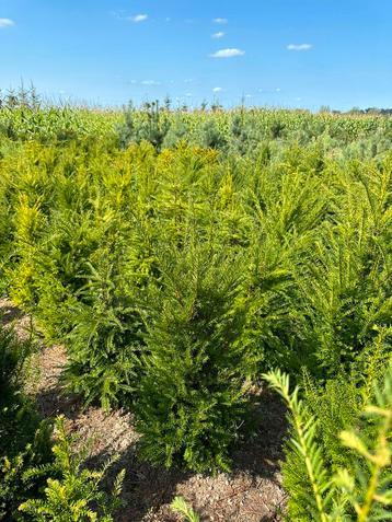 Taxus baccata 120-140 beschikbaar voor biedingen