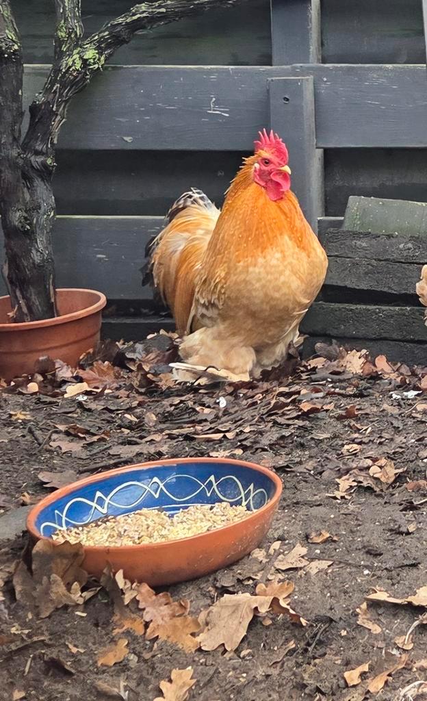 Gratis Cochin Kriel Hanen, Dieren en Toebehoren, Pluimvee, Kip, Mannelijk