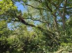 Boomverzorging bomen snoeien kappen, Ophalen, Volle zon, Overige soorten, 400 cm of meer