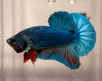 Betta Man - HMPK, Dieren en Toebehoren, Vis