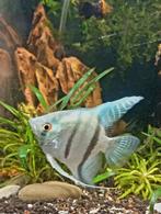 Freshwater zebra angelfish (zilver light blue), Dieren en Toebehoren